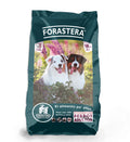 Forastero Hembra