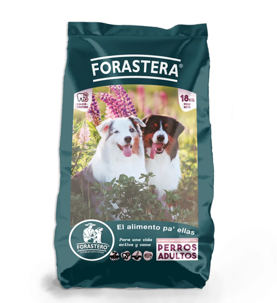 Forastero Hembra